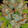 Orange Bud