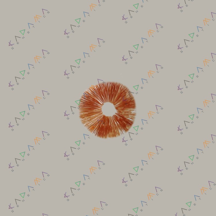 Cubensis Colombian Rust/Red Spore
