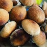Споры гриба Cubensis Koh Samui