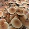 Стерильные отпечатки Cubensis Koh Samui